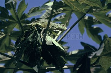 Common Green Iguana through the leafing French Guiana