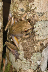 Goudot's Bright-eyed Frog (Boophis goudotii) on trunk  Andasibe  Perinet  Region Alaotra-Mangoro  Madagascar
