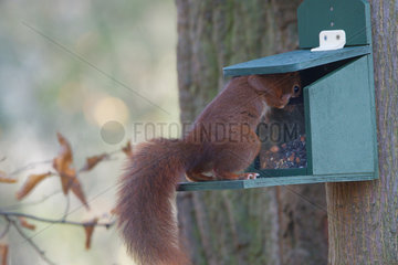 Eurasian red squirrel (Sciurus vulgaris) on a feeder  Lorraine  France