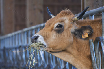 Aubrac cow eating hay through a barrier located in a barn. France
