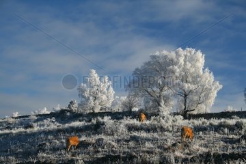 Cows in a meadow in winter France