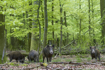 Wild boar (Sus scrofa) group in undergrowth  Ardennes  Belgium