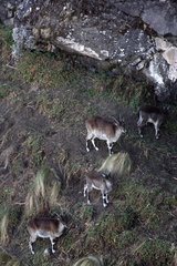 Walia ibex (Capra wallie) herd  Simien Park  Chennek region  Ethiopia