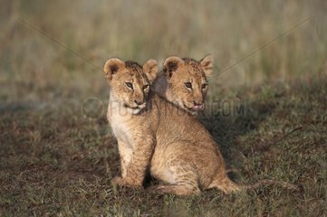 Lion cubs in the reserve of Masaï Mara Kenya