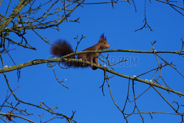 Eurasian red squirrel (Sciurus vulgaris)  on a branch  Lorraine  France