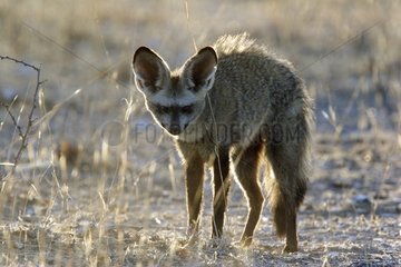 Big-eared fox Etosha National Park Namibia