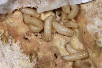 Fly larvae on an old cheese  France
