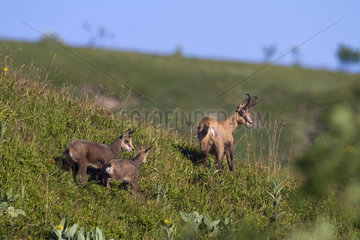 Alpine chamois (Rupicapra rupicapra) female and young on a grassy slope of the Honheck massif  Chaumes des Hautes Vosges in autumn  France