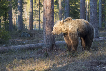 Brown bear (Ursus arctos) in forest  Finland
