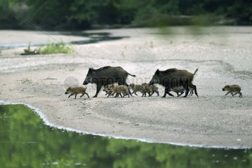Wild boar (Sus scrofa) groupe with pigglets crossing a low arm of the Loire at dawn  Loire Valley  Burgundy  France