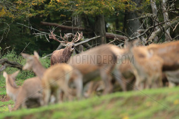 Red Deer (Cervus elaphus) male bellowing with hinds  Palatinate  Germany