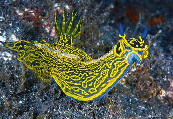 Nudibranch (Hypselodoris picta webbi). Tenerife  Canary Islands.