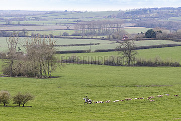 Fox hunter hunting with dogs
