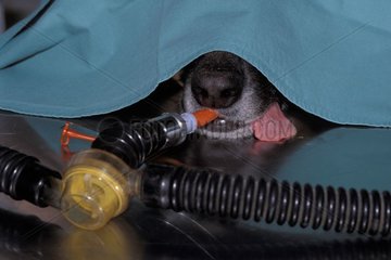 Atemhilfe eines Hundes während einer Operation