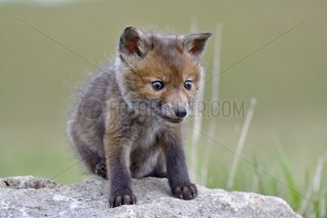 Red fox (Vulpes vulpes) young on a rock  Doubs  Franche-Comte  France