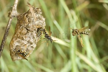 Paper Wasps building their nest Bourgogne France