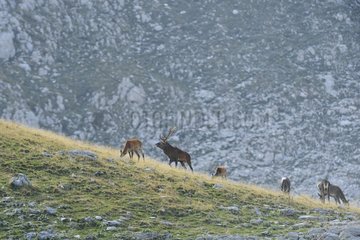 Red Deer (Cervus elaphus) male bellowing during the rut and herd  Abruzzo  Italy
