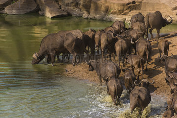 African Buffalo (Syncerus Caffer) on river bank  South Africa  Kruger national park
