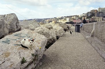 Young Cats sitting on a dam rock Naples Italy