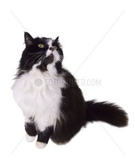 Schwarz -Weiß -Katze sitzt auf und schaute auf