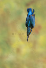 Kingfisher (Alcedo atthis) Kingfisher diving  England  Summer