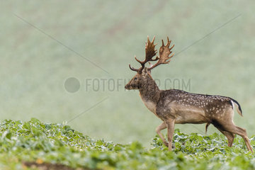 Fallow Deer (dama dama)  Forest of Fercourt  Picardie  France