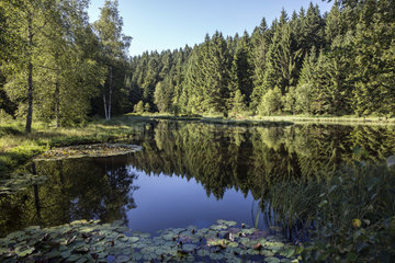 Landscape of peaty forest pond in summer  Etang de Blancfaing  Vosges  France