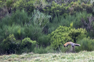Red fox (Vulpes vulpes) hunting  Somiedo Natural Park  Asturias  Spain