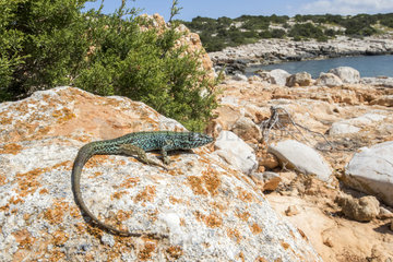 Ibiza wall lizard (Podarcis pityusensis) on shore  Illa Conillera  Balearic Archipelago  Spain