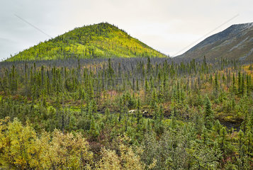 Dalton Highway : from Fairbanks to Prudhoe Bay  Taiga landscape  Alaska  USA