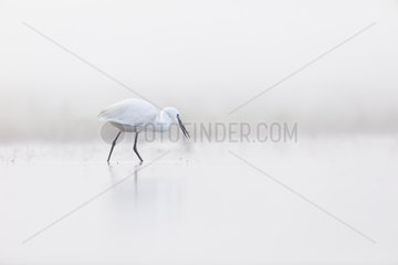 Little egret (Egretta garzetta) fishing in the fog Dombes France