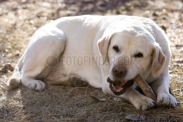Vieille chienne Labrador mordillant un bout de bois