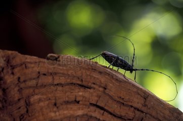 Male Long-horned beetle on wood Switzerland