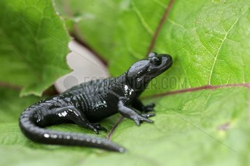 Black alpine salamander son a leaf Fribourg Switzerland