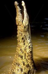 Crocodile du Nil dressé dans l'eau gueule ouverte Kenya