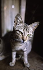 Schwarz -grau -Tabby -Katzenkambodia
