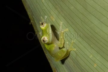 Frog on a leaf in Guyana