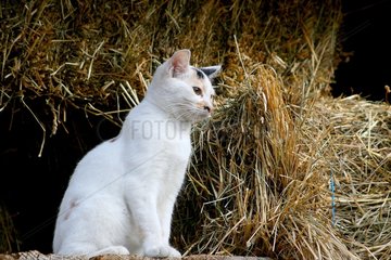 Katze saß im Stroh Frankreich