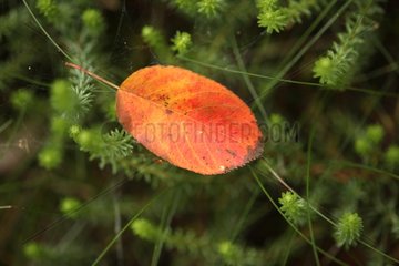 Leaf on a cobweb Netherlands