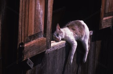 Chat de gouttière dormant sur rebort d'une fenêtre Birmanie