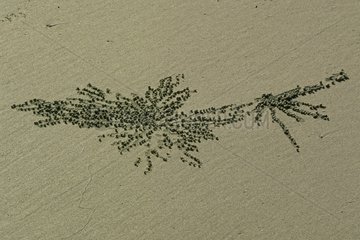 Boules de sable laissées par des Crabes mangeant