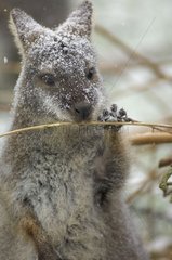 Femelle Wallaby eating the bark of a branch in winter