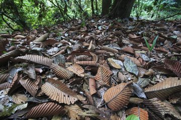 Dead leaves Bukit Barisan Selatan Sumatra