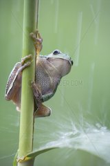 Tree frog on a stem under rain fall Bulgaria