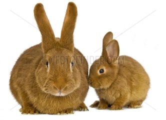 Lapine and rabbit Fauve de Bourgogne