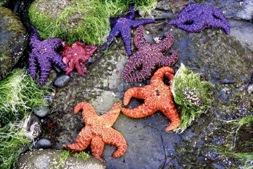 Sea stars brightly colored islands of the Queen Charlotte
