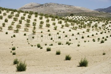 Landwirtschaftliche Landschaft Spanien