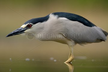 Night heron on the lookout at the edge of a pond - Hungary