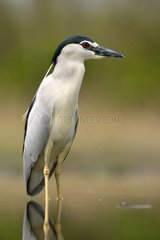 Night heron on the lookout at the edge of a pond - Hungary