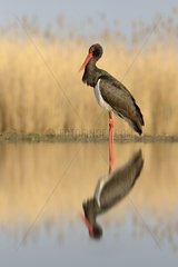 Black Stork in a pond - Hungary